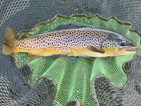 Fishing Report by Les Lockey 28th Sep – 5th Oct