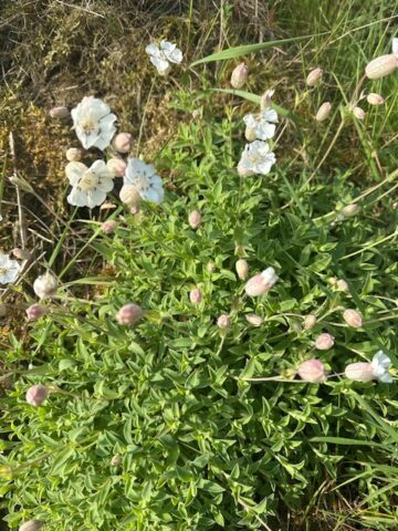 Sea Campion on the western shore