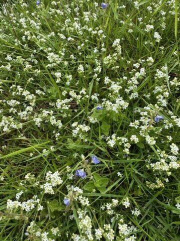 Bedstraw & Speedwell