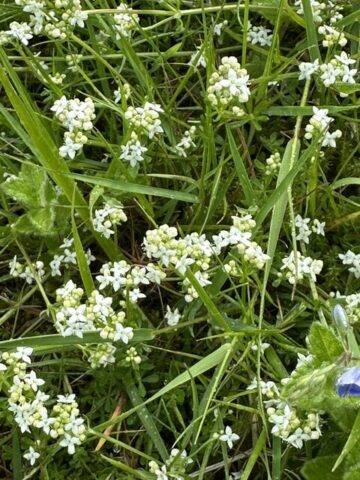 Bedstraw