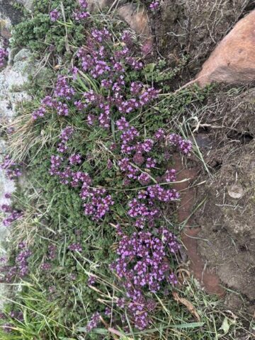 Creeping Thyme on the rocks on Swing gate