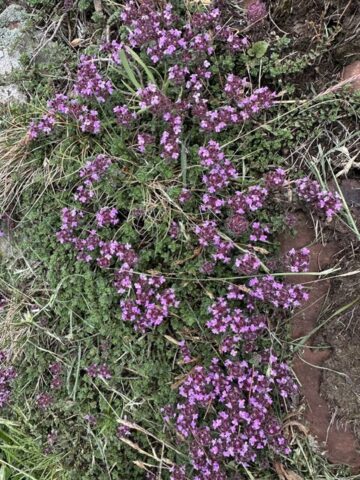Creeping Thyme swing gate rocks