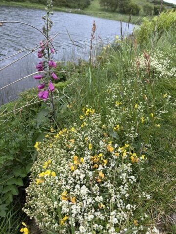 Swing gate shore wildflowers