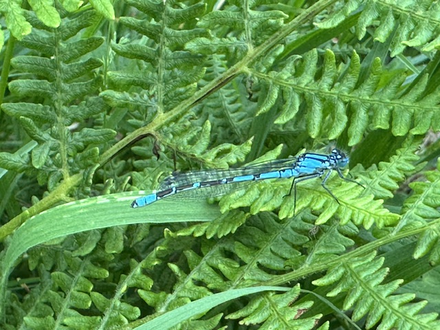 Damsel on the western shore near reed bed