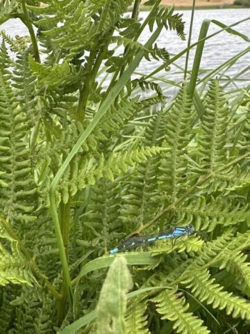 Damsel on the western shore near reed bed