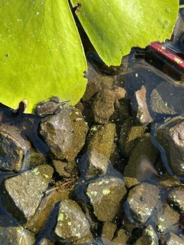 Spot the toadlet - it still has a wee bit of its tale good to see quite a number of them by Westloch Lillies.
