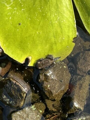Toadlet pic 2