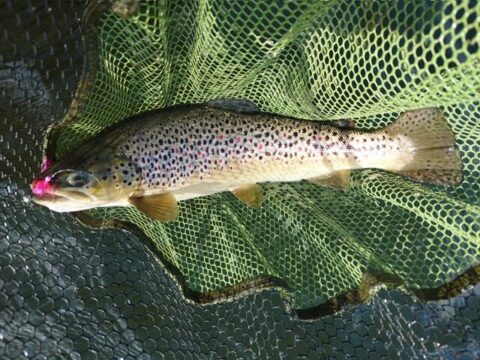 Loch Report Early Sep 2026